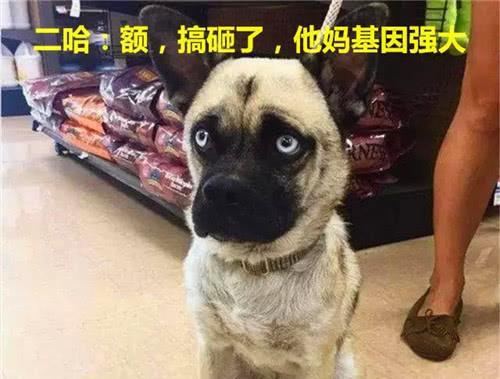 巴哥爆料新世界视频播放,新世界视频播放背后的秘密